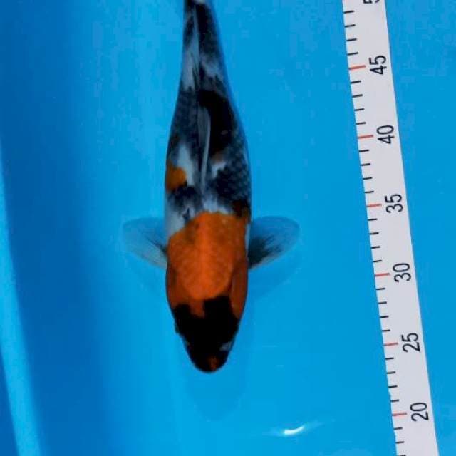 Showa 34 cm gendong telur