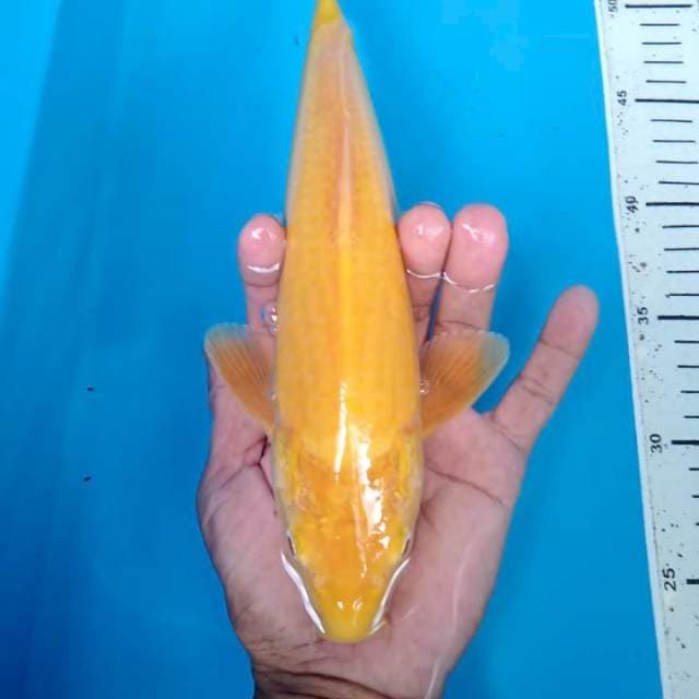 karasi mata merah 28 cm male