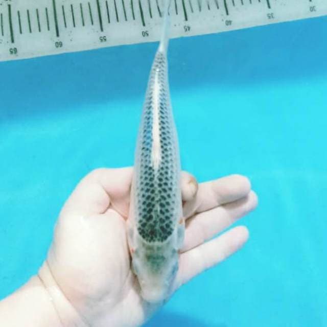 F1 asagi oyaa farm 24 cm siap kontes
