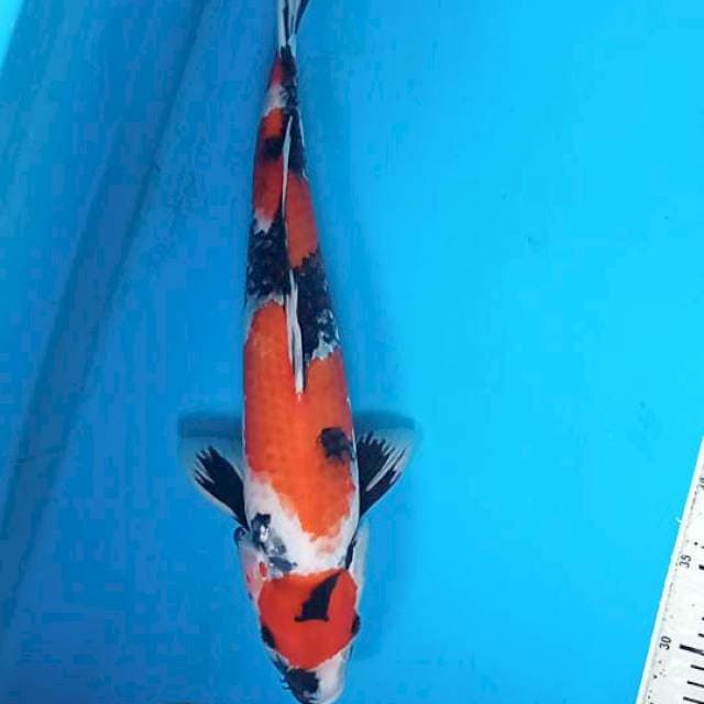Showa 46cm jantan