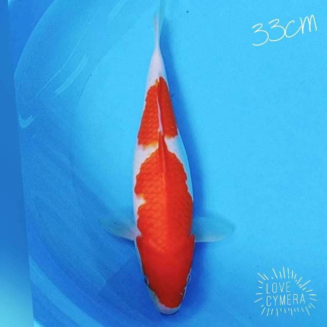 Kohaku strong 33cm