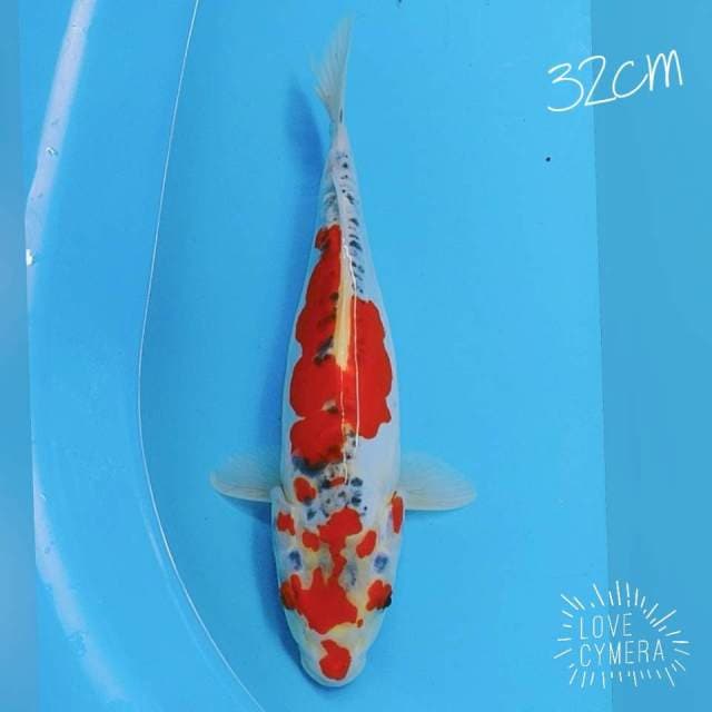 Kojaku doid 32cm