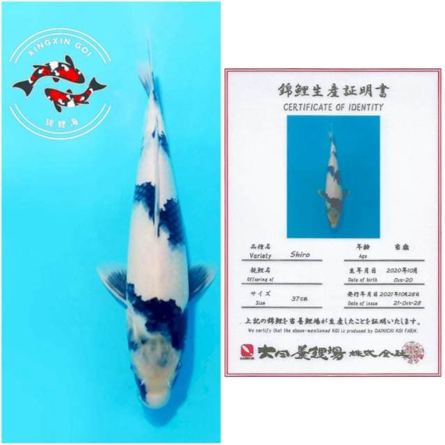 JUMBO SHIRO DAINICHI 37CM MALE