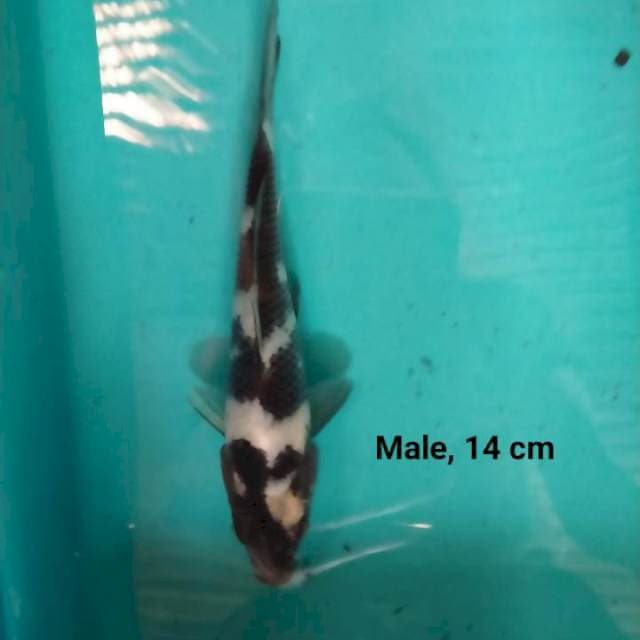 Shiro, 14 cm