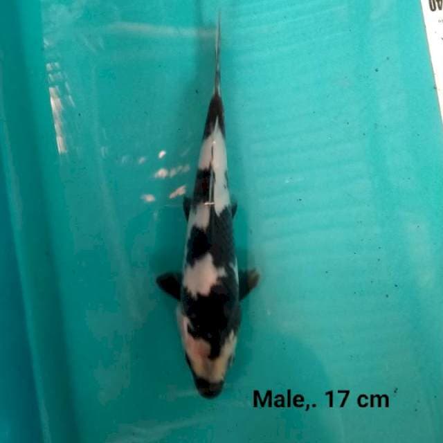 Shiro, 17 cm