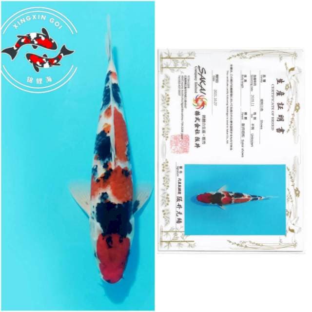 MARUTEN SHOWA SAKAI 30CM