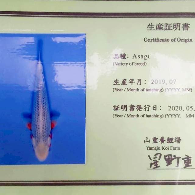 ASAGI YAMAJU 55Bu