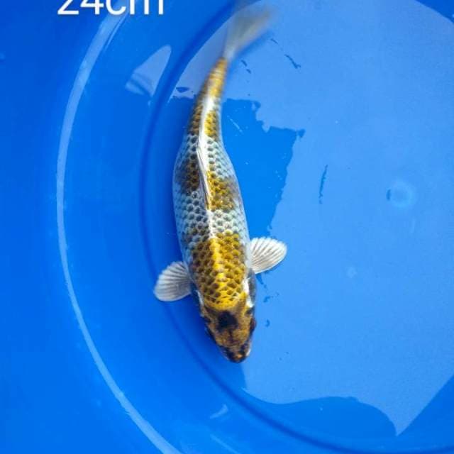 Kin kujaku 24cm