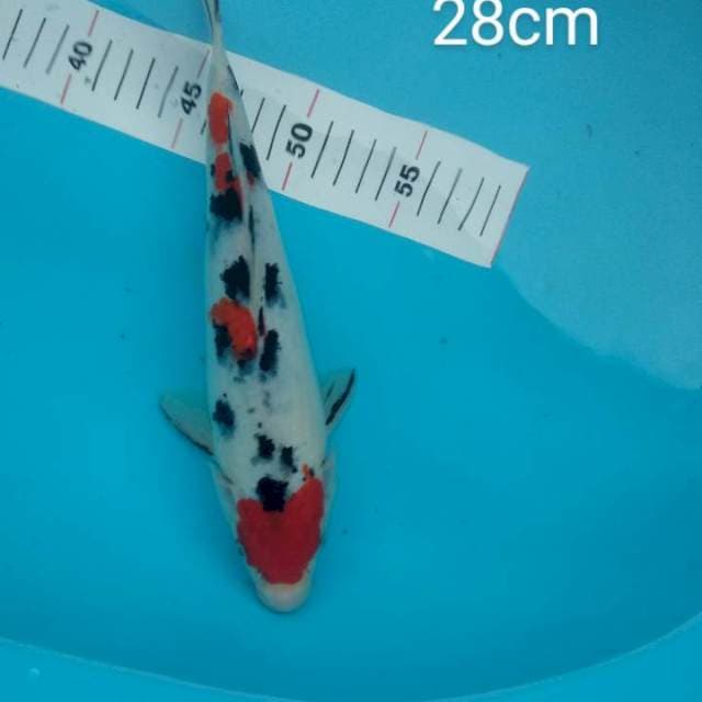Sanke 28cm