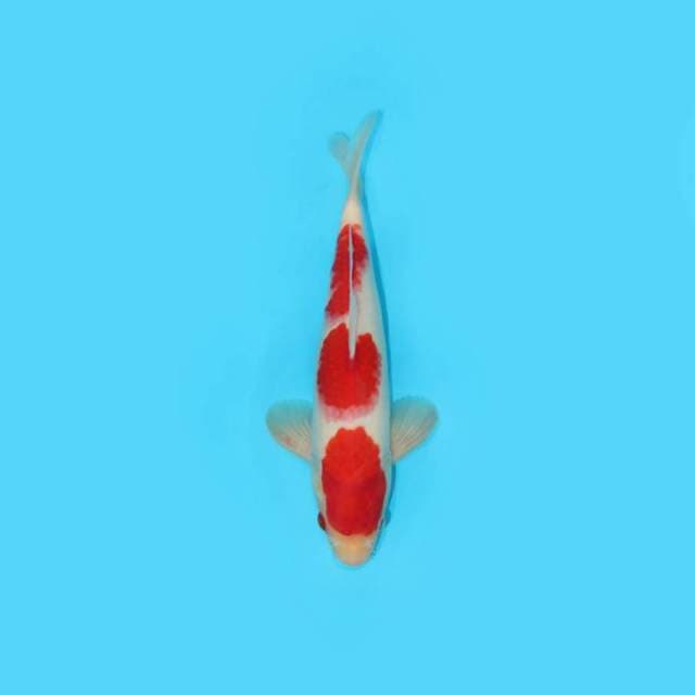 KOHAKU RED STRONG