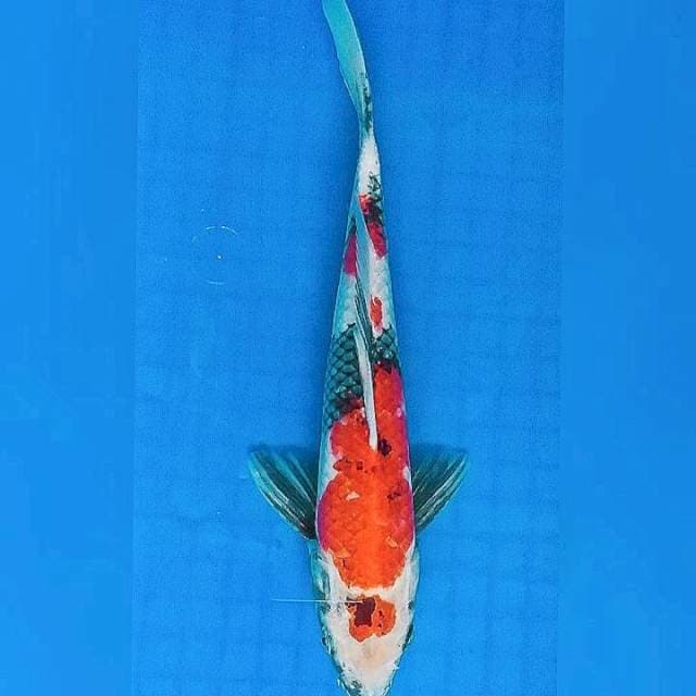 Showa Maruten 28cm Male