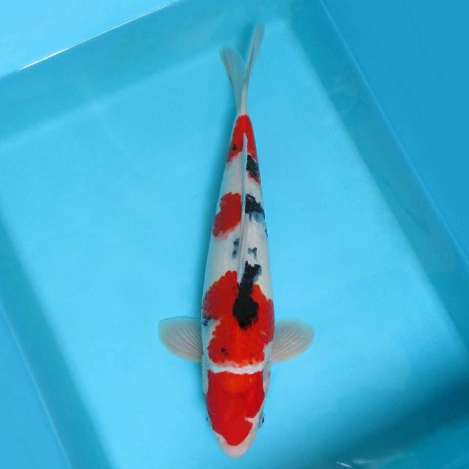 4. JUNAKOI ( SANTORINI ~ TAISHO SANKE SPC )