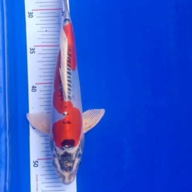 Kiko 27cm