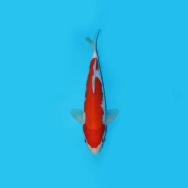 KOHAKU F1