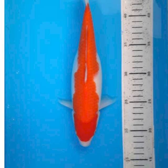 Kohaku 27cm