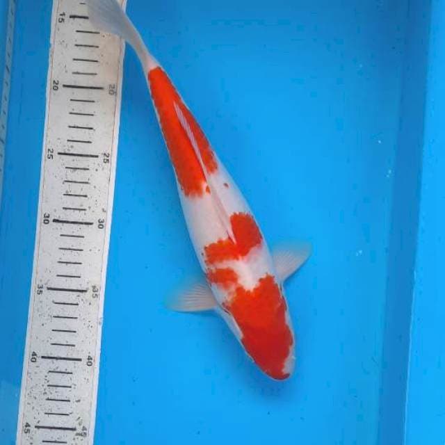 Kohaku 31cm