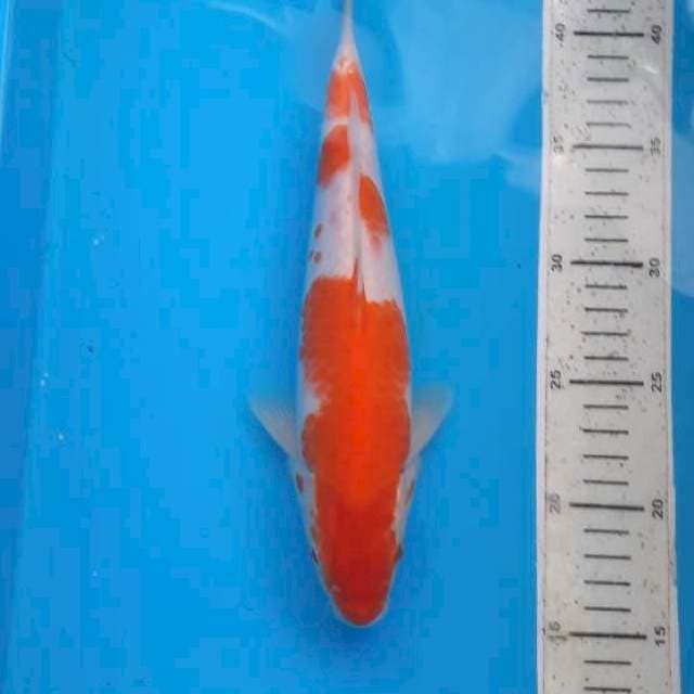 Kohaku 28cm
