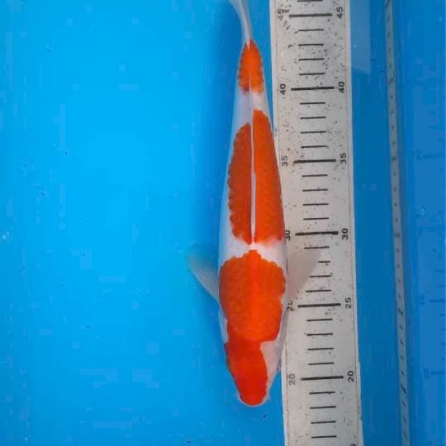 Kohaku 30cm