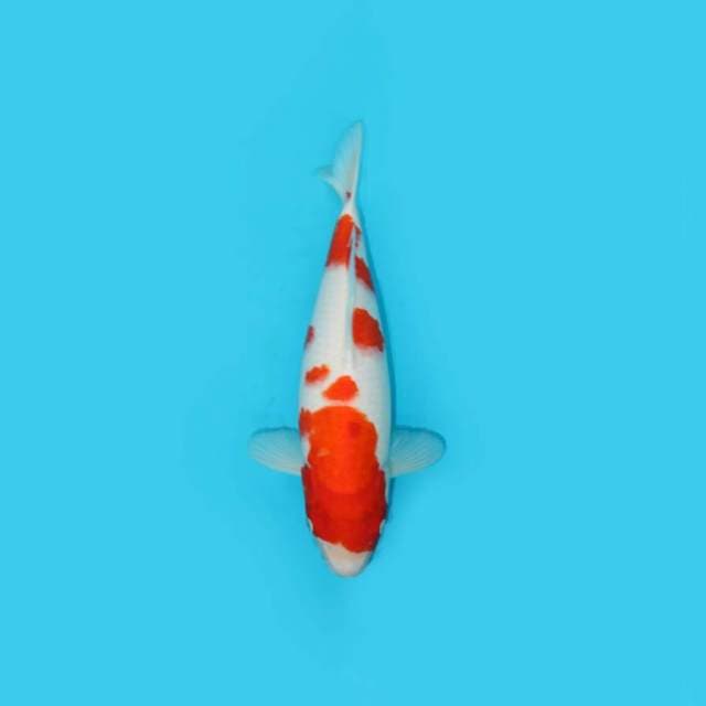 KOHAKU F1 FEMALE