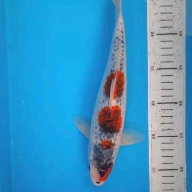 Goshiki 30cm