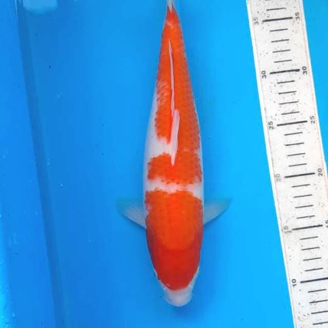 Kohaku 32cm