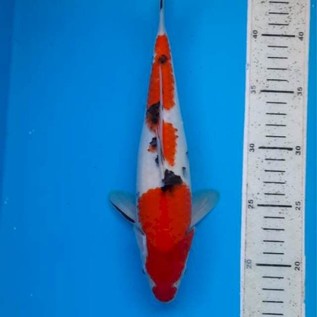 Sanke 27cm