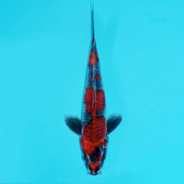 GOSHIKI F1 KAWAKAMI, 25CM