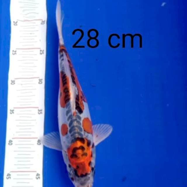 Kiko 28cm