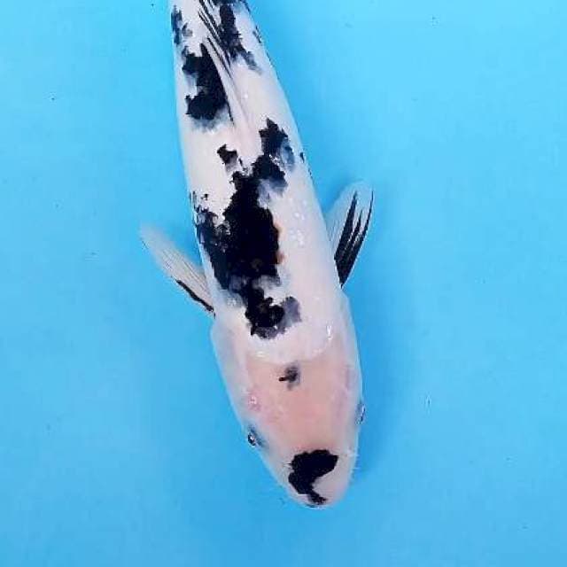 Shiro 29 cm