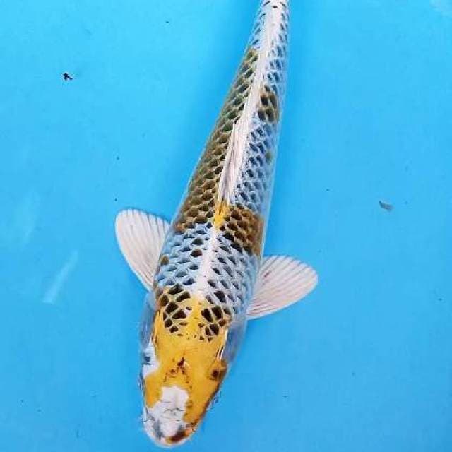 Kujaku kirin 32 cm