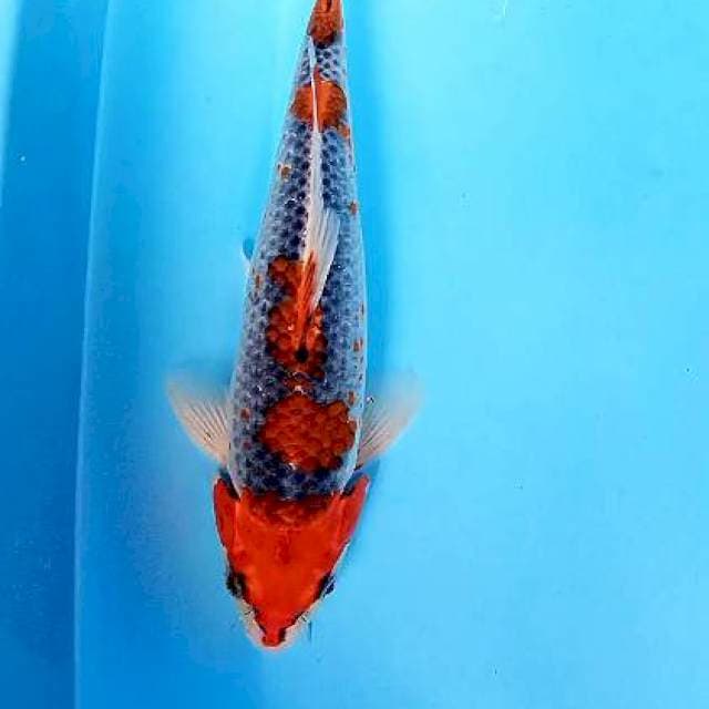 Goshiki strong 28 cm