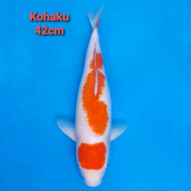 F1 Jumbo Maruten Kohaku 42cm