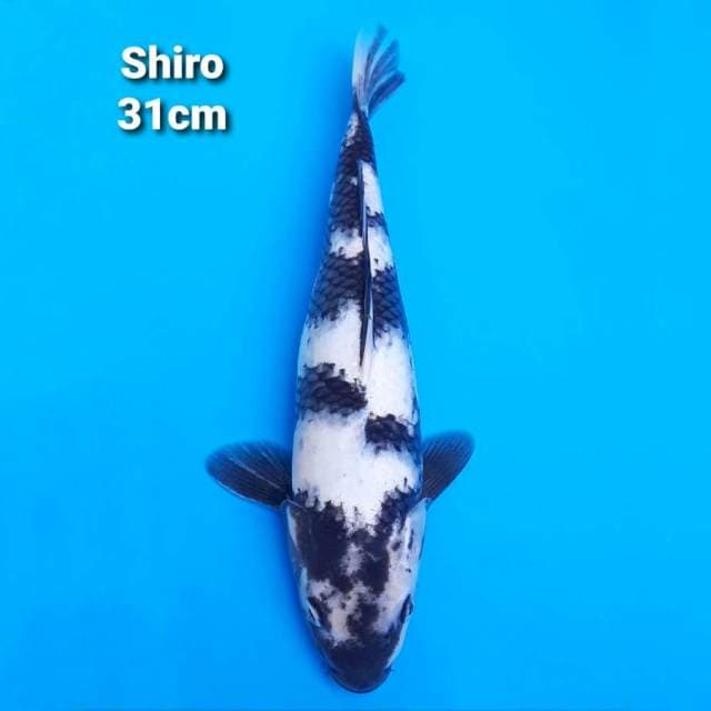 SnowWhite Shiro 31cm