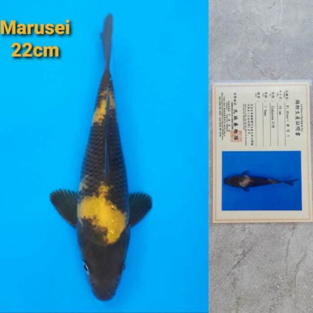 Marusei Ki Utsuri Sertifikat