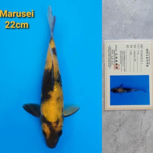 Marusei Ki Utsuri Sertifikat
