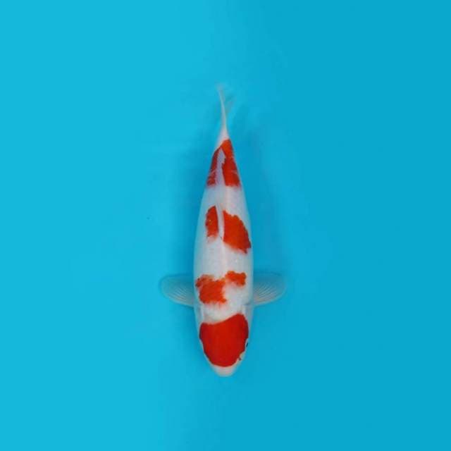 YONDAN KOHAKU F1