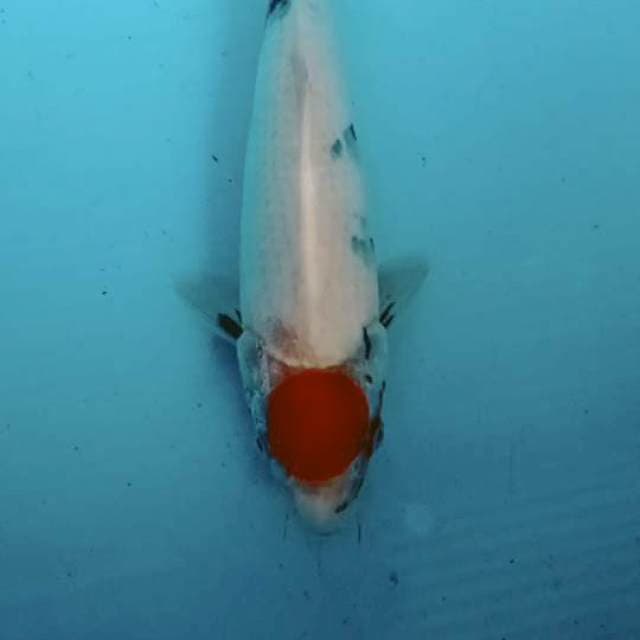 tanco sowa 27 cm