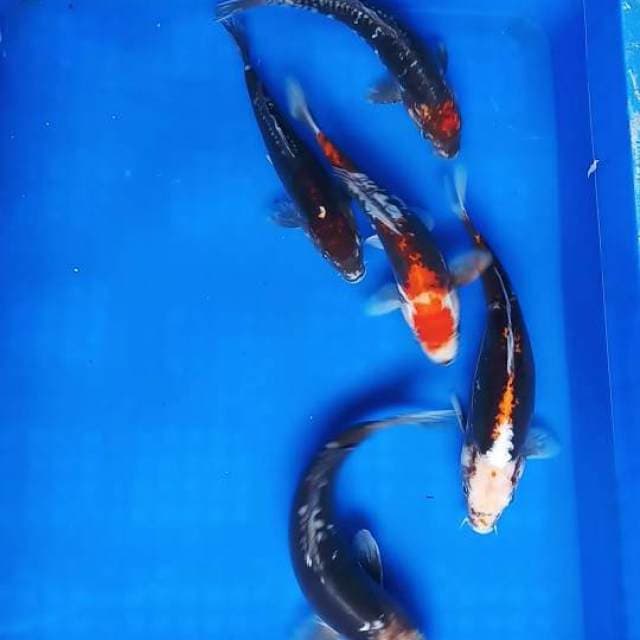 Kumonryu