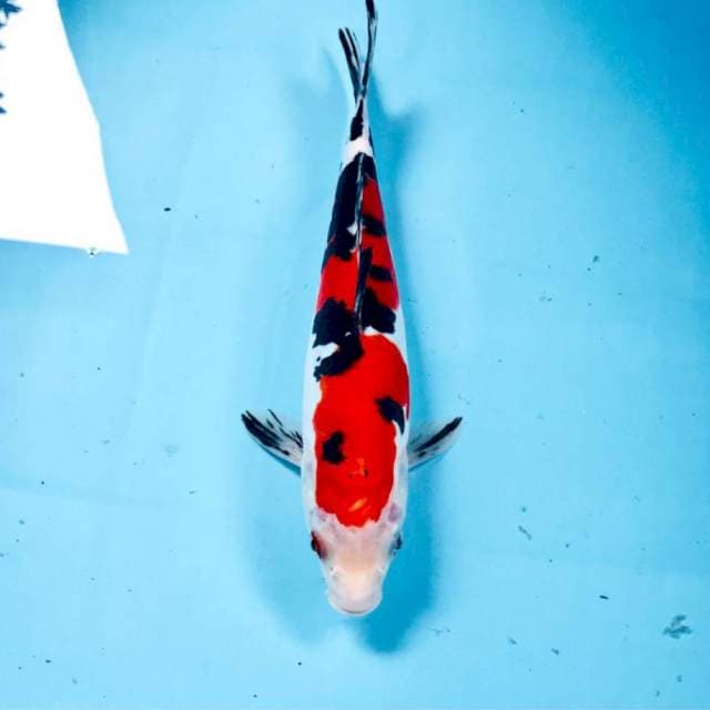 Doitsu, 25 cm