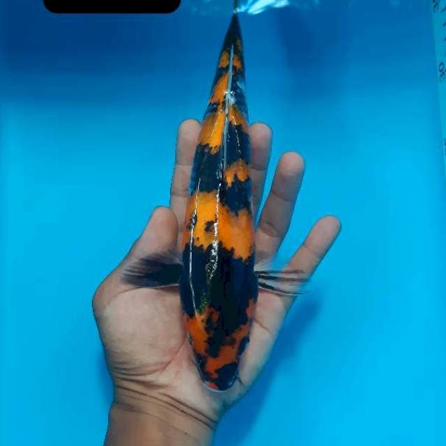 Showa 27 cm