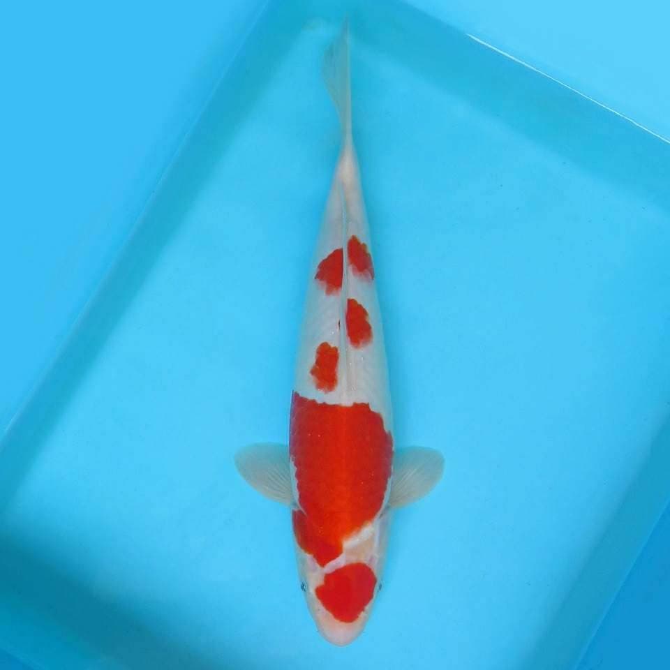 5. JUNAKOI ( KENZEI ~ MARUTEN KOHAKU SPC )