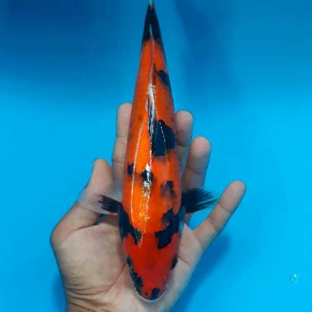 Showa 28 cm