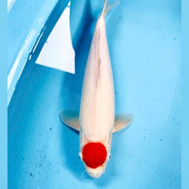 Tancho Kohaku, 40 cm