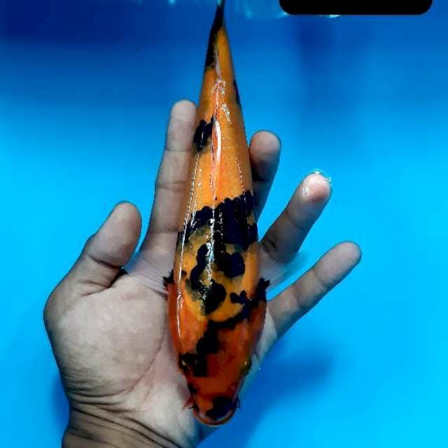 Showa 26 cm