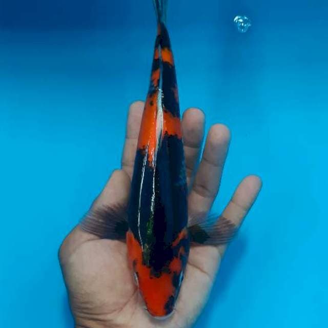 Showa 26 cm