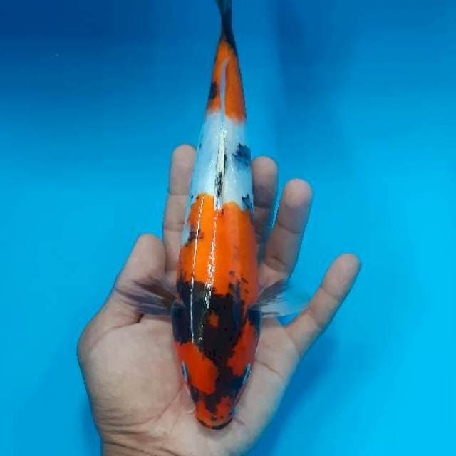 Showa 27 cm