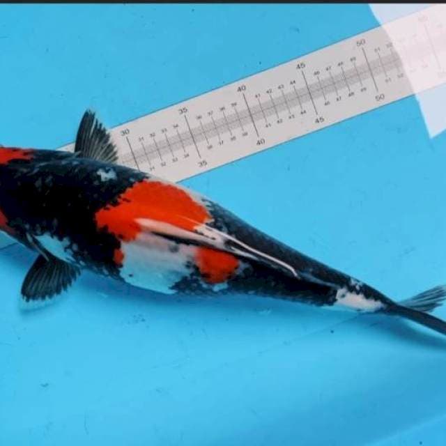 Showa hamil 40cm