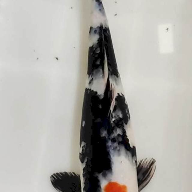 showa 35 cm