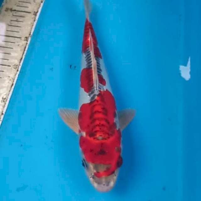 Goshiki Doitsu 30cm