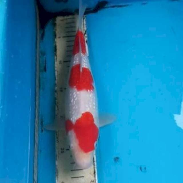 Ginrin Kohaku 30cm